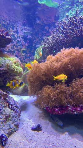 Many tropical fish of different colors swimming in coral reef aquarium with purple corals and clear blue water
