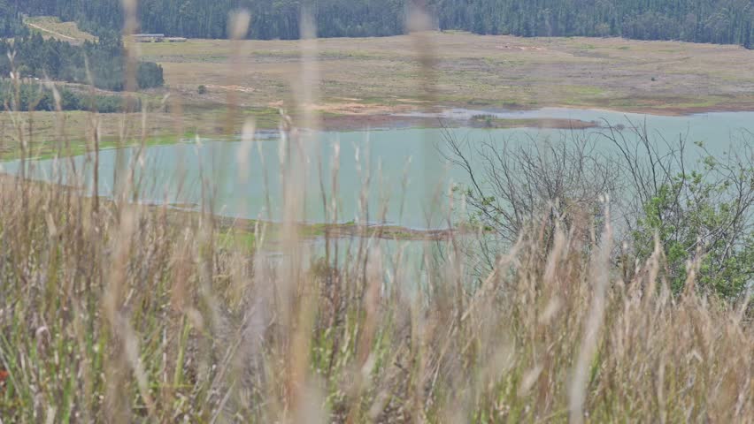 Focusing tall dry grasses with turquoise lake visible at background with a distant meadow and tree-covered hills.