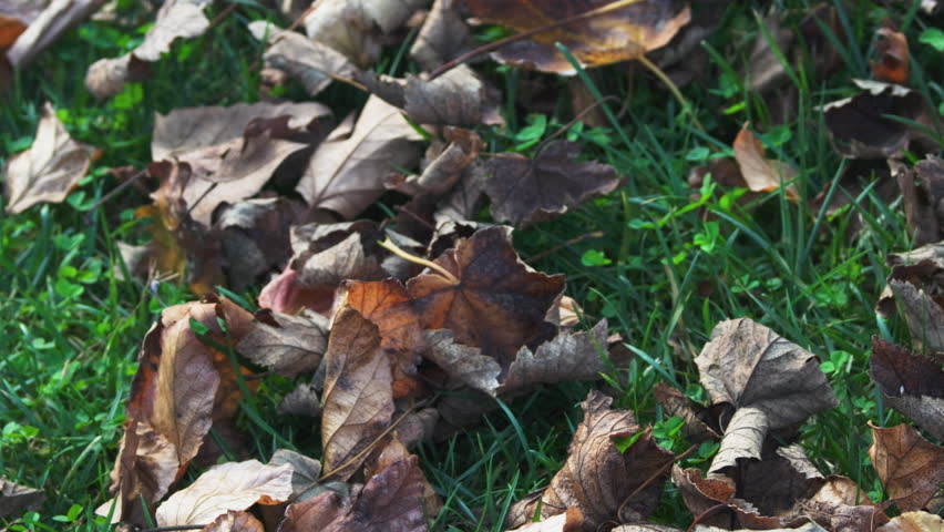 Autumn Forest Scene with a Blanket of Fallen Leaves on a Winding Path