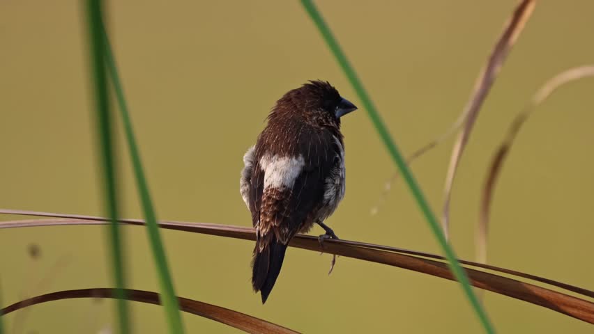 Close up of a small brown finch bird perching on a dry grass blade against a warm golden blurred background.