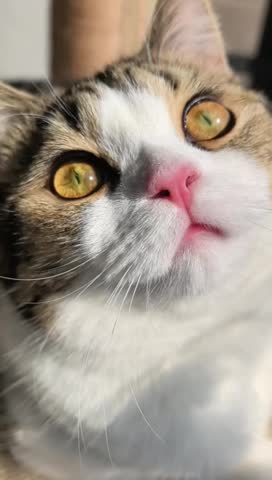 Close-up of gray and white cat with striking yellow eyes and pink nose looking up