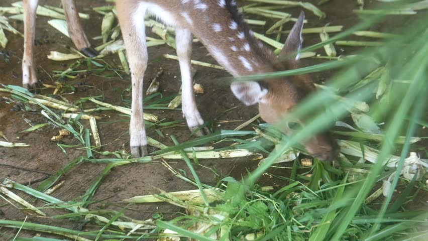 A female deer eats grass