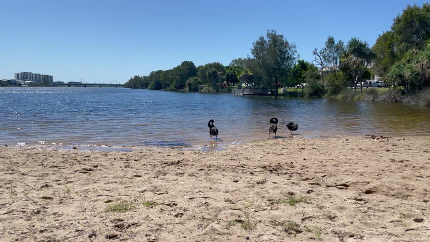 4K video of a lagoon with sandy beach and Australian native black swans