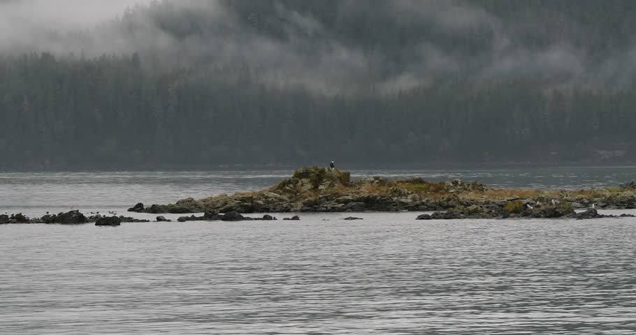 Bald eagle resting on a small rocky island in a cold, foggy and rainy day in Alaska.