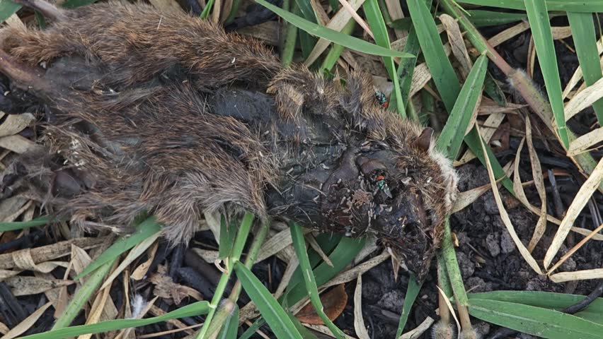 Maggots eating a dead mouse.