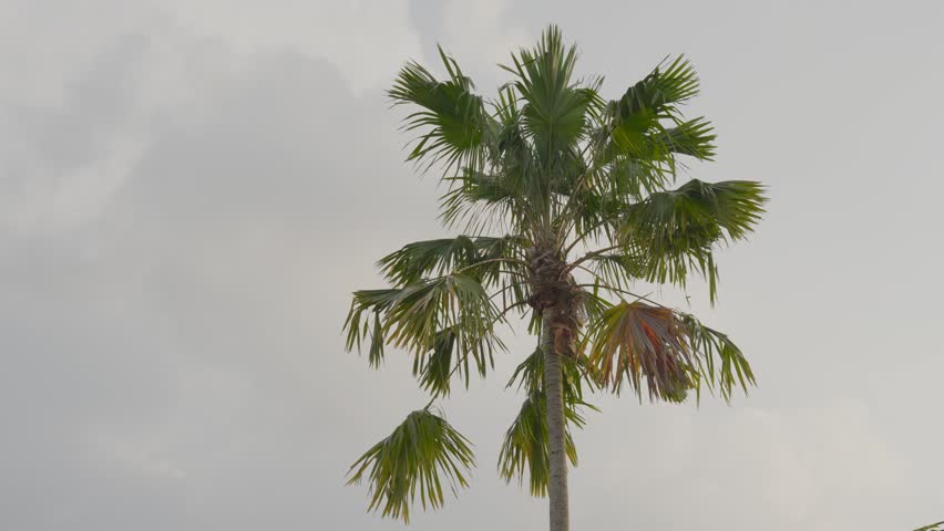 Panoramic view of a palm tree on a rice field with clear blue sky in the background.