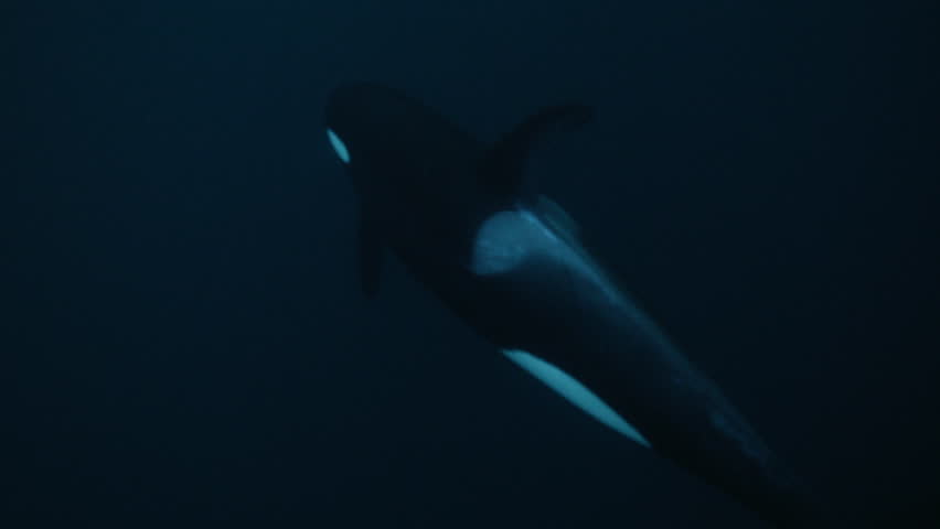 Two orcas swimming together through deep blue Arctic ocean water underwater, slow motion