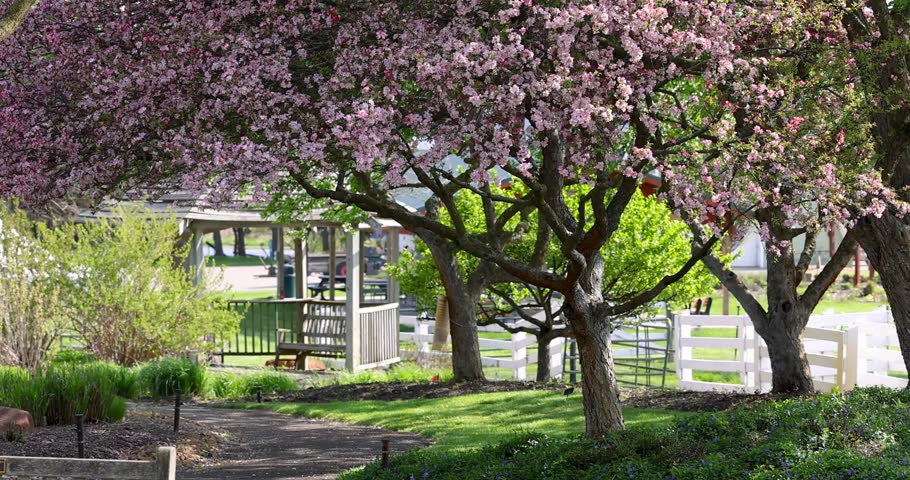 Sunlit public park with pink blossoming crabapple trees, a wooden gazebo, and a white fence in Michigan.