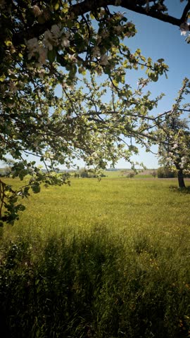 Row of Blossoming Apple Trees in a Sunny Spring Meadow - Rural Landscape with Wildflowers and Green Grass under a Clear Blue Sky