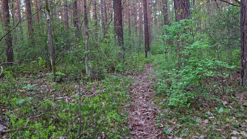 Handheld Walking Along Narrow Morning Forest Trail In Spring