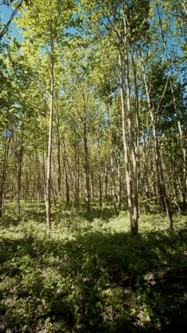Low Angle View of Tall Forest Trees and Green Canopy Against a Clear Blue Sky - Sunny Woodland Landscape in Spring