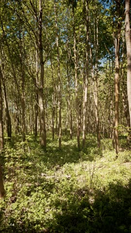 Low Angle View of Tall Forest Trees and Green Canopy Against a Clear Blue Sky - Sunny Woodland Landscape in Spring