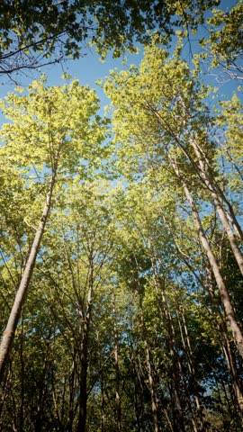 Low Angle View of Tall Forest Trees and Green Canopy Against a Clear Blue Sky - Sunny Woodland Landscape in Spring