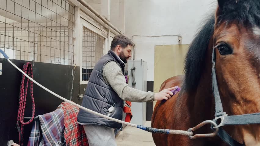 A man grooms a horse in a stable, carefully cleaning and brushing its coat