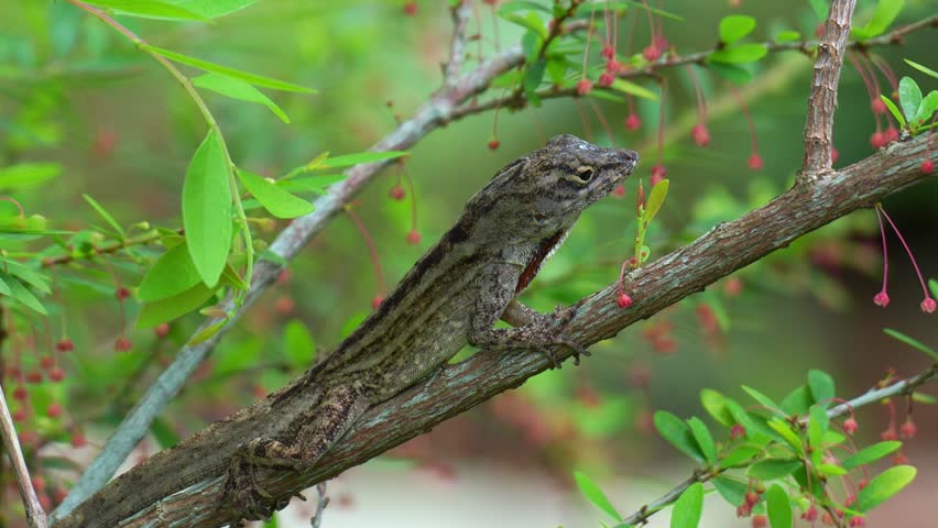 A Brown Anole (Anolis sagrei) perches on a branch, close up shot.