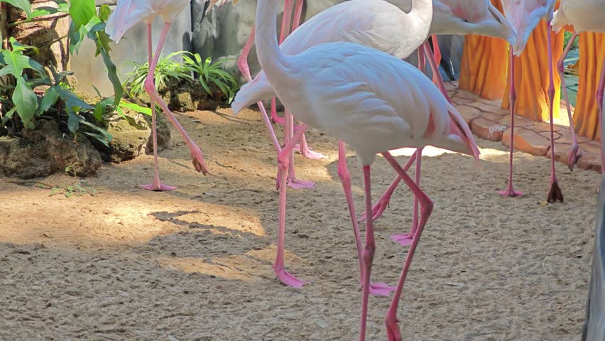 Beautiful flamingo on the sand.
