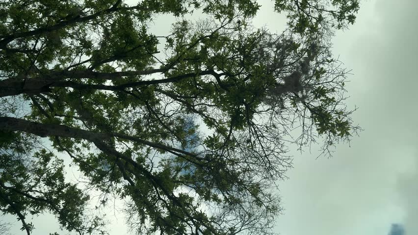 Upward view of tree branches with leaves and Spanish moss silhouetted against a cloudy sky.