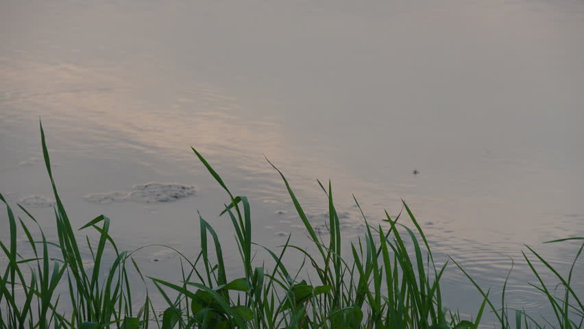 Close up of a calm water puddle at golden hour. Serene nature scene featuring wild grass and soft ripples during a quiet afternoon.