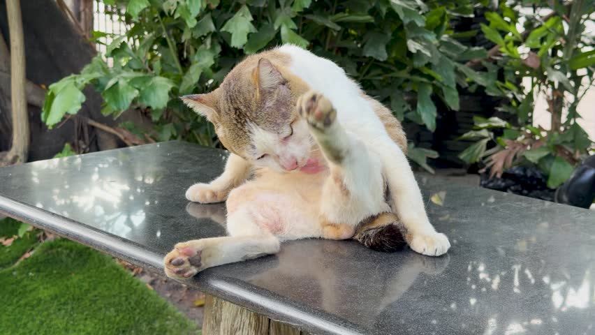 A domestic shorthair cat sits on a granite table, licking its fur in natural light