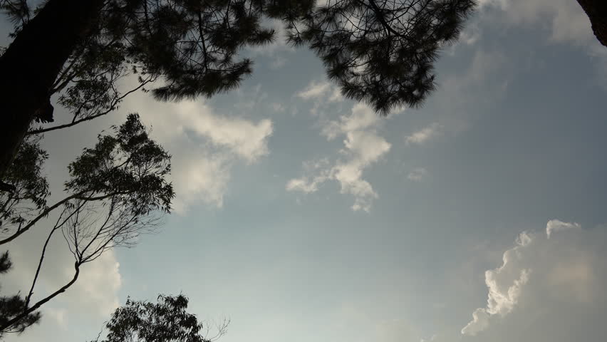 Looking up through tree branches at the beautiful summer sky and moving clouds. Natural background.