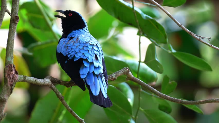 Close up shot of a male Asian Fairy-bluebird (Irena puella) perches on a tree branch, preening and grooming its vibrant feathers.preening and grooming its feathers.