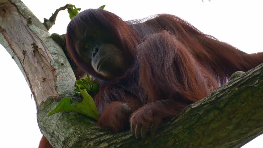 An adult Orangutan rests on the tree, close up shot.