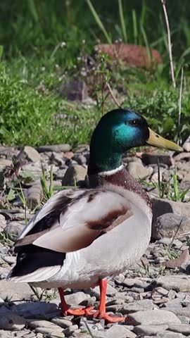 Male mallard duck with iridescent green head standing on a rocky riverbank in spring