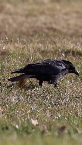 Majestic black crow pecking at the ground searching for food in a sunlit meadow during springtime