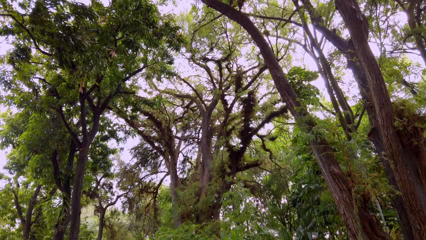 Upward view of tall trees with thick trunks and dense foliage, natural woodland scene in park with sunlight filtering through leaves creating calm outdoor environment