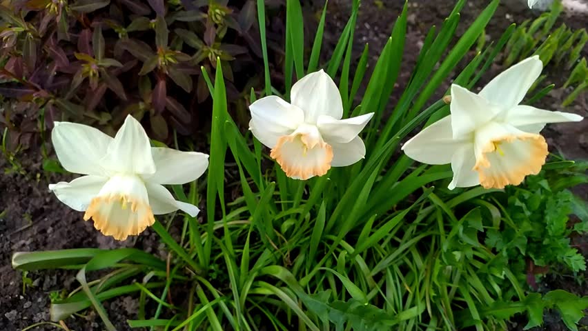 Three Narcissus Blossoms Surrounded by Green Foliage
