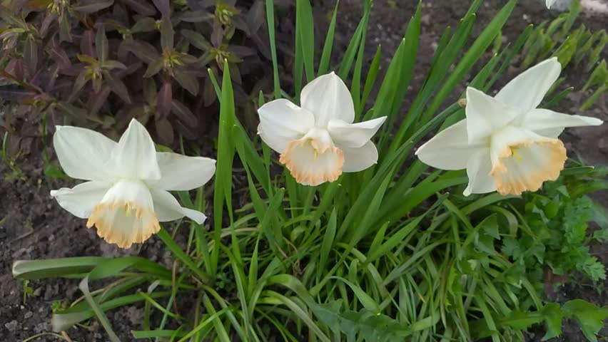 Three Narcissus Flowers Showing Their Golden Yellow Edges