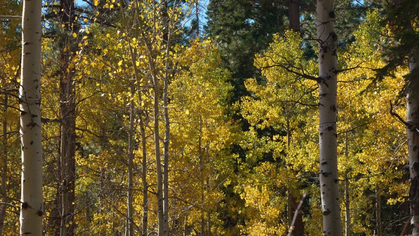 Golden leaves shimmer and ripple in wind within autumn forest