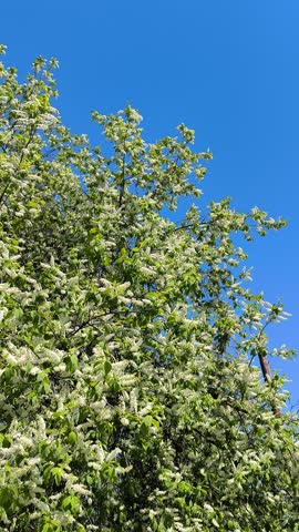 A large flowering bird cherry bush in spring
