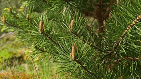 Branches of a pine tree , a coniferous tree with young cones sway slowly in the wind. Norway. May 2026 - Powered by Shutterstock - Get 15% off with code: PIKWIZARD15