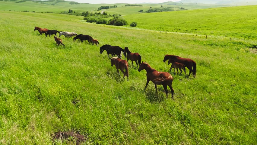 Horses graze peacefully in vast green meadows. Sunlight bathes the scene, highlighting lush grass and rolling hills. No humans are visible. Ideal for nature documentaries, travel vlogs