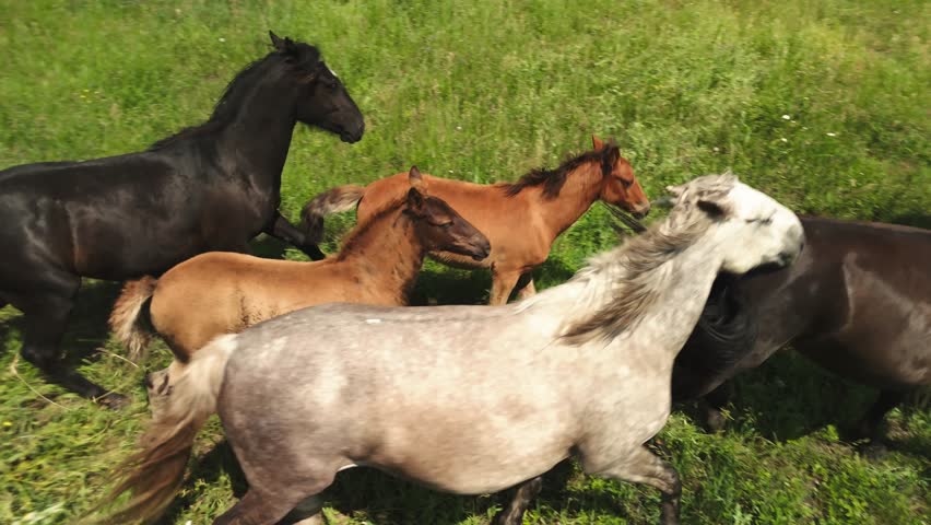 Wild horses gallop freely across lush green meadows. Sunlight highlights their varied coats-black, dappled gray, chestnut, and white. Animals move naturally, exuding freedom and vitality