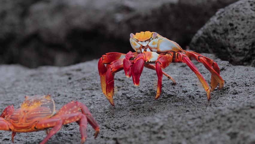 A vibrant Sally Lightfoot crab crawls over dark volcanic rocks along a rugged tropical shoreline.