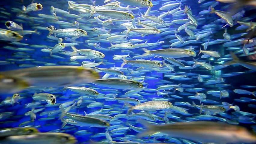 A massive school of sardines glides tightly together through the vibrant, deep blue ocean water