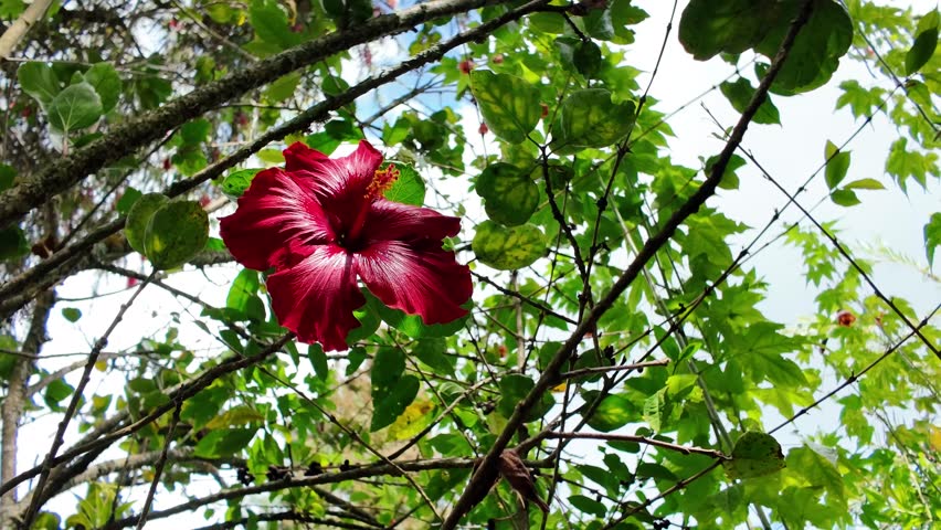 steady shot of beautiful blooming hibiscus or Cayena with deep red petals and yellow stamens, surrounded by green leaves under bright sunlight.