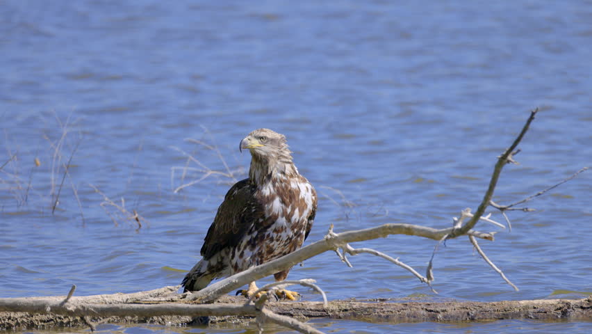 Juvenile Bald Eagle Perched on Branch in Water