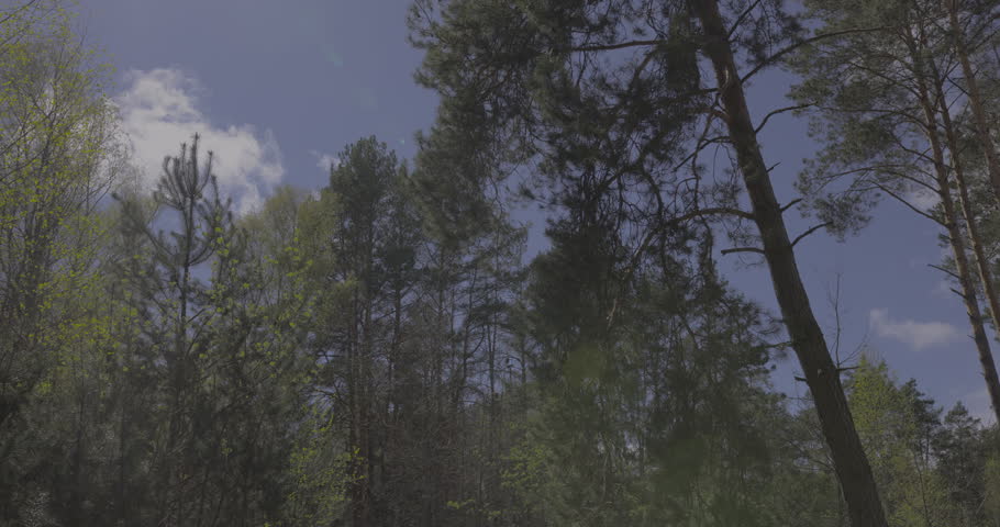 Low angle view of sun flares and green trees under blue sky with flying bird in a forest