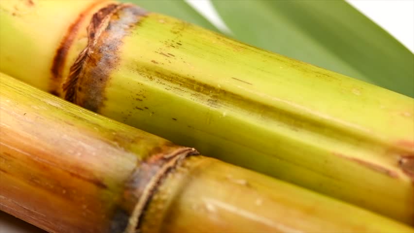Sugar cane stalks and leaves, sugarcane sticks isolated on white background. Organic Saccharum Officinarum plant flat lay, top view, rotating, slow motion 