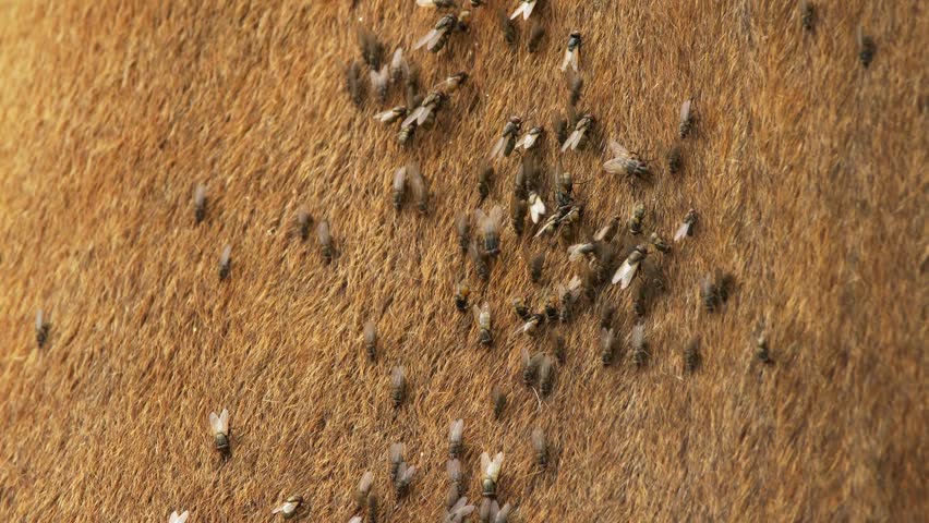 a swarm of flies on a cattle farm