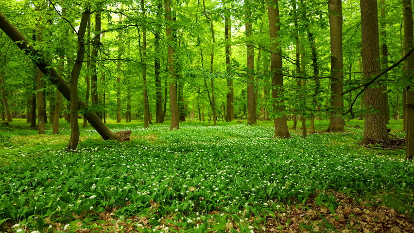 Beautiful Sunrise In Sunny Spring Forest. Sunlight Sunbeams Through Woods In Forest Landscape