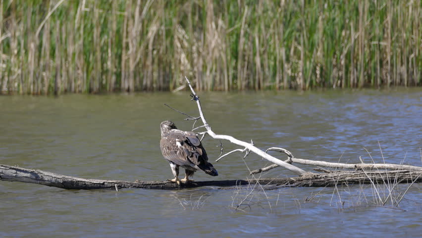 Juvenile Bald Eagle Perched on Branch in Water