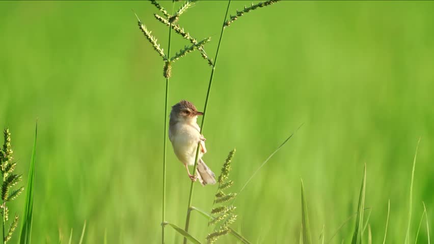 Close-up of a small wild bird perched on a green grass stalk with seeds in a bright sunny meadow against a vibrant blurred background