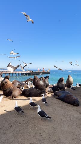A large colony of South American sea lions and seagulls resting on a sandy beach near a harbor pier under a clear blue sky, showcasing vibrant coastal wildlife and marine biodiversity
