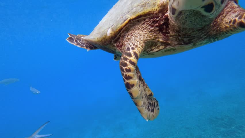 Cinematic slow motion close-up of a Hawksbill sea turtle gliding through turquoise ocean water in the Seychelles, near big sister island 005 30fps