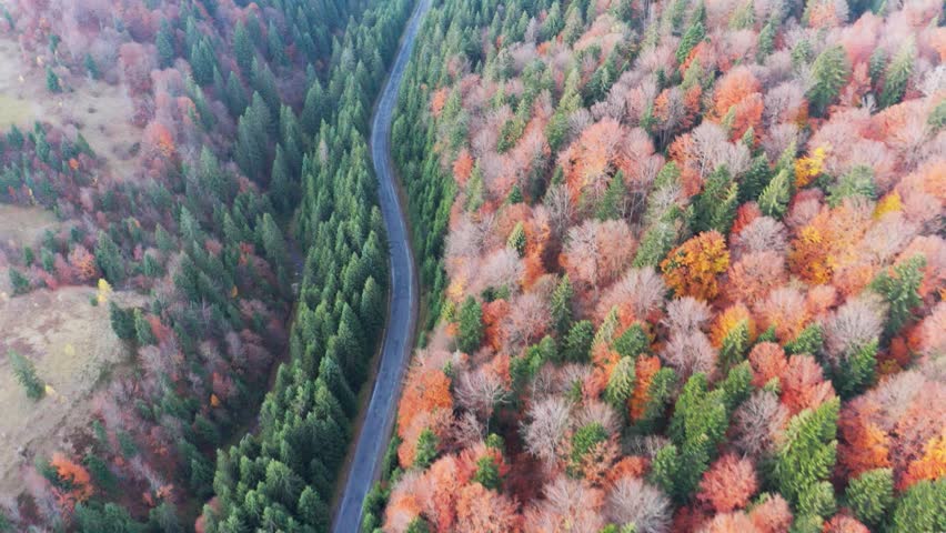 Cars drive along the highway into the distance of the Carpathian mountains in a fir forest in Ukraine