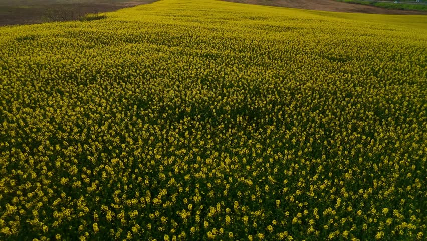 Aerial shot of a field full of yellow flowers. Spring.